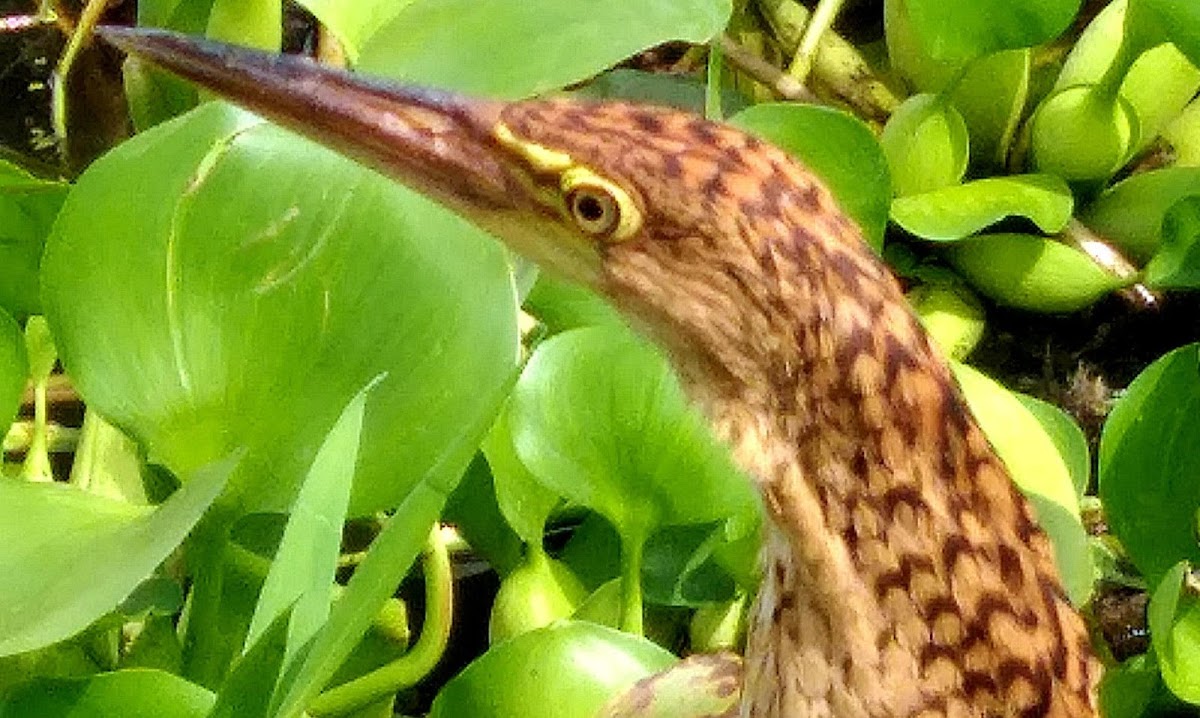 Laguna Guarinocito-8